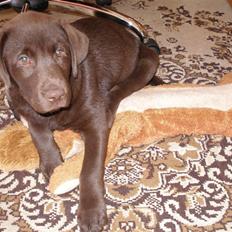 Labrador retriever Hilde