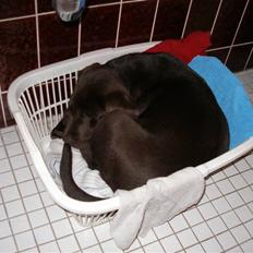 Labrador retriever Hilde