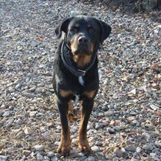 Rottweiler Rollo