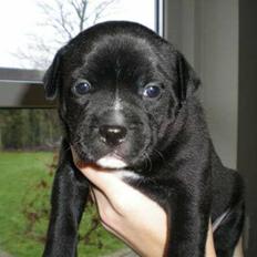 Staffordshire bull terrier Gaia