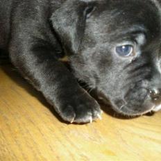 Staffordshire bull terrier Gaia