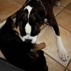 Schæferhund Team Dika´s Marcela