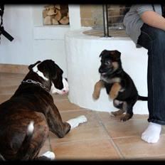 Schæferhund Team Dika´s Marcela