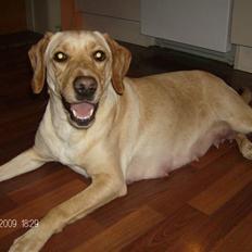 Labrador retriever Ronja