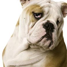 Engelsk bulldog Manfred (Manse)