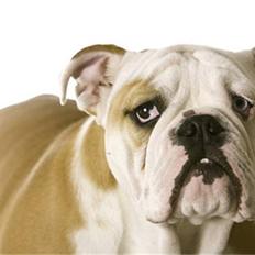 Engelsk bulldog Manfred (Manse)