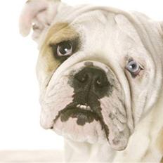 Engelsk bulldog Manfred (Manse)