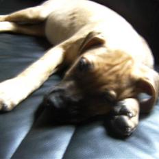 Blanding af racer Sapphire