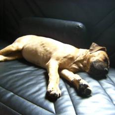 Blanding af racer Sapphire