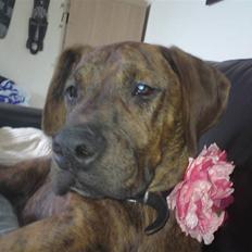 Blanding af racer Kenzo