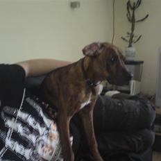 Blanding af racer Kenzo