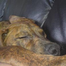 Blanding af racer Kenzo