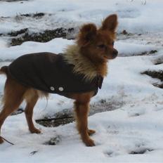 Russisk toy terrier Boss