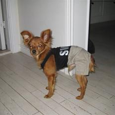 Russisk toy terrier Boss