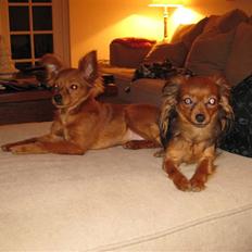 Russisk toy terrier Boss