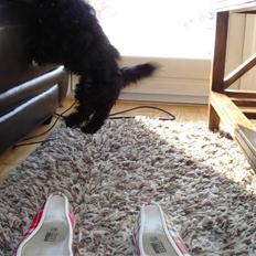 Shih tzu Taybes Coco|Solgt