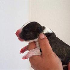 Bullterrier Dutte Mors Prinsesse 