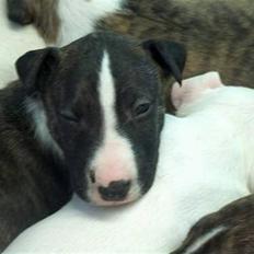 Bullterrier Dutte Mors Prinsesse 