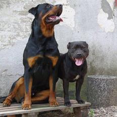 Staffordshire bull terrier Cage