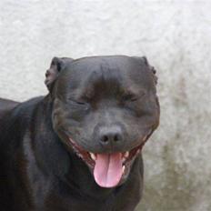 Staffordshire bull terrier Cage