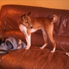 Basenji Coffie 