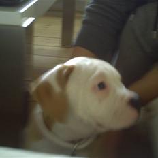 Amerikansk bulldog Cocoe