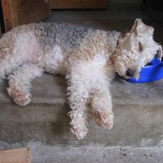 Ruhåret foxterrier tøsen