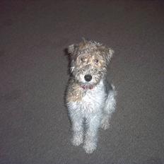 Ruhåret foxterrier tøsen