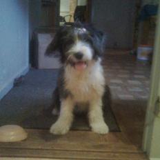 Blanding af racer Daisy