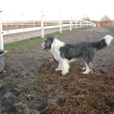 Blanding af racer Daisy