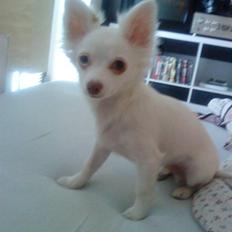 Chihuahua Rico Luigi Don Luciano