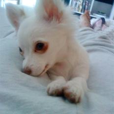 Chihuahua Rico Luigi Don Luciano