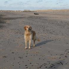 Golden retriever cocco