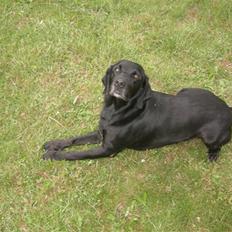 Blanding af racer Max