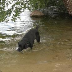 Blanding af racer Max