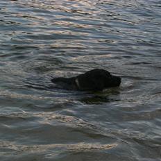 Blanding af racer Max