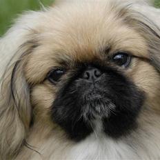 Pekingeser chiquila