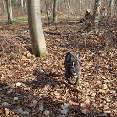 Fransk bulldog Perli + 2007 født