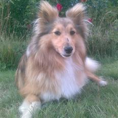 Shetland sheepdog Bia