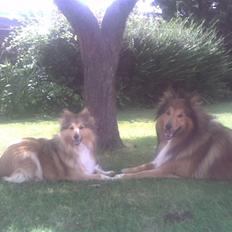 Shetland sheepdog Bia