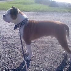 Amerikansk bulldog Tyson