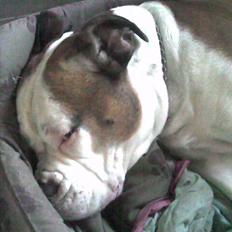 Amerikansk bulldog Tyson