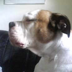 Amerikansk bulldog Tyson