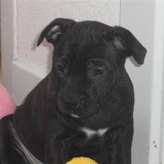 Staffordshire bull terrier Mille