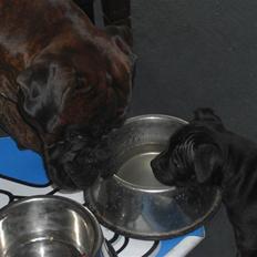 Staffordshire bull terrier Mille