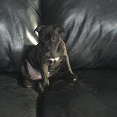 Staffordshire bull terrier Mille