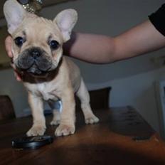 Fransk bulldog Almirah