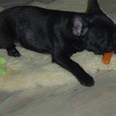 Fransk bulldog Valfers de Aimee (Kahlua)