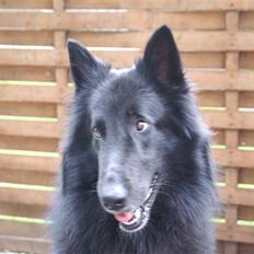 Groenendael de fait ami aros