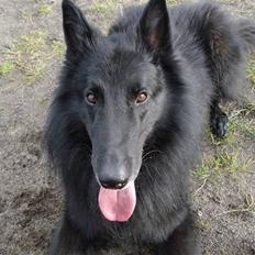 Groenendael de fait ami aros